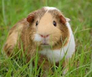 15 Guinea Pig Gifts to Treat your Pet