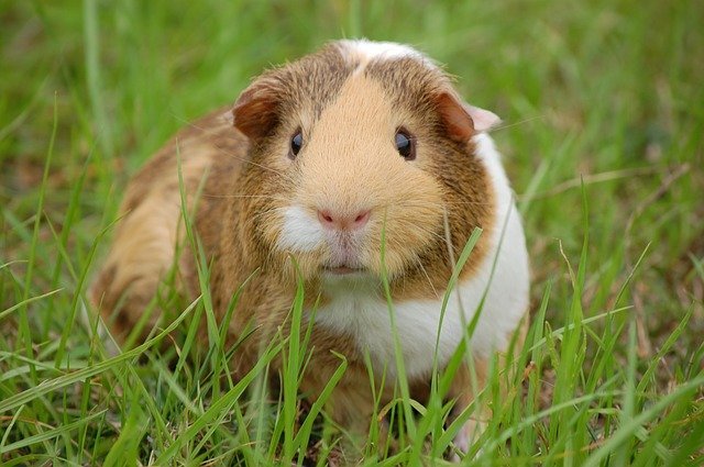 Guinea Pig gifts