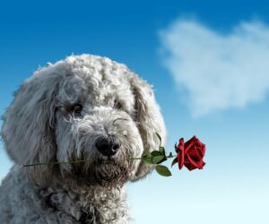11 Luxurious Valentine Gifts for Dogs You Want to Spoil