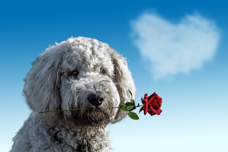 Valentine gifts for dogs