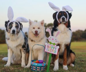 Easter Gifts for the Dog – 11 instantly entertaining ideas