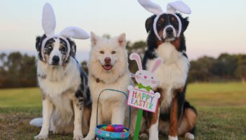 11 Easter Gifts for the Dog – instantly entertaining ideas