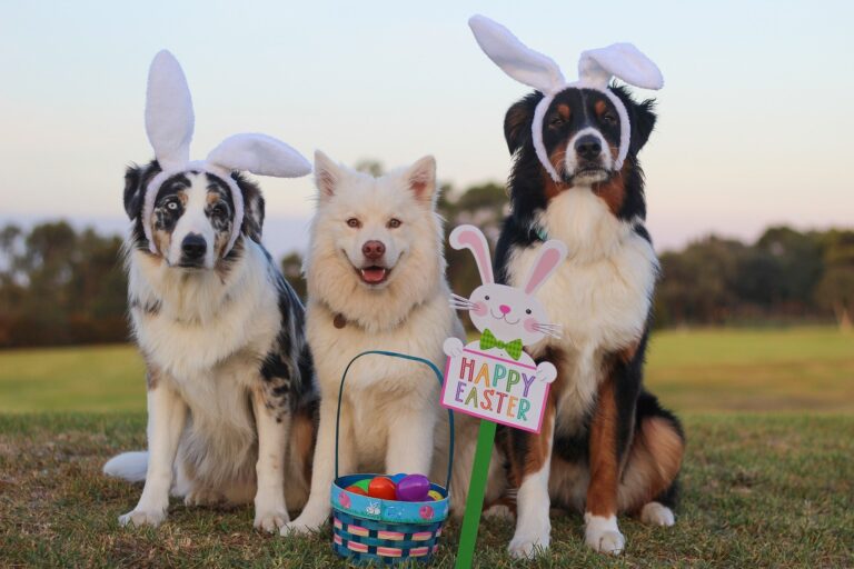 Easter gifts for the dog